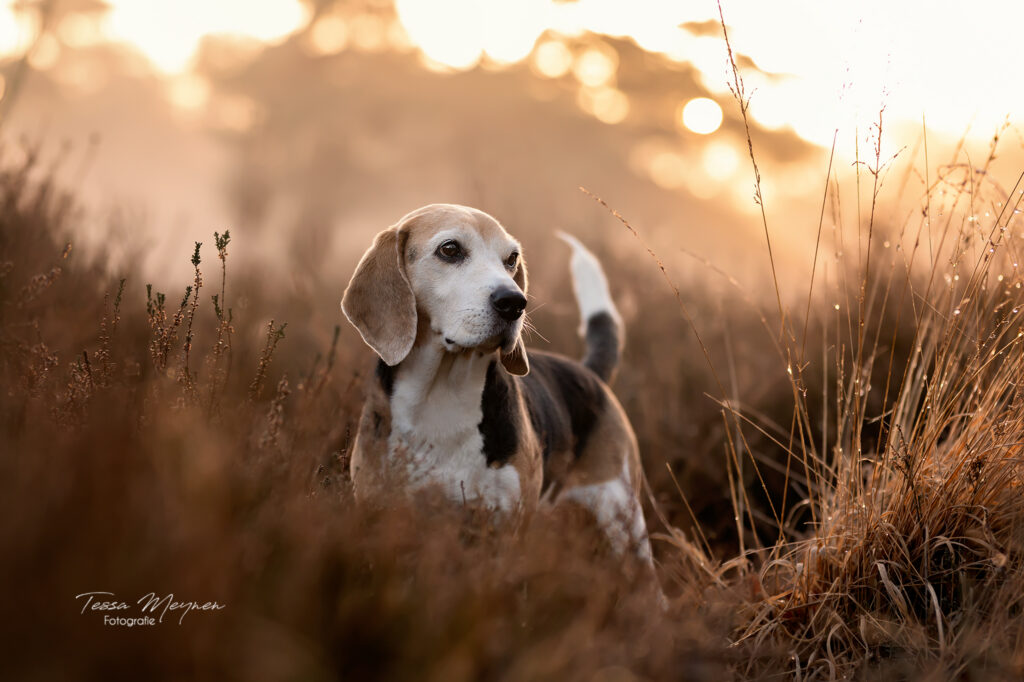 Portretfoto van beagle Nala bij zonsopgang in de Kesselse heide