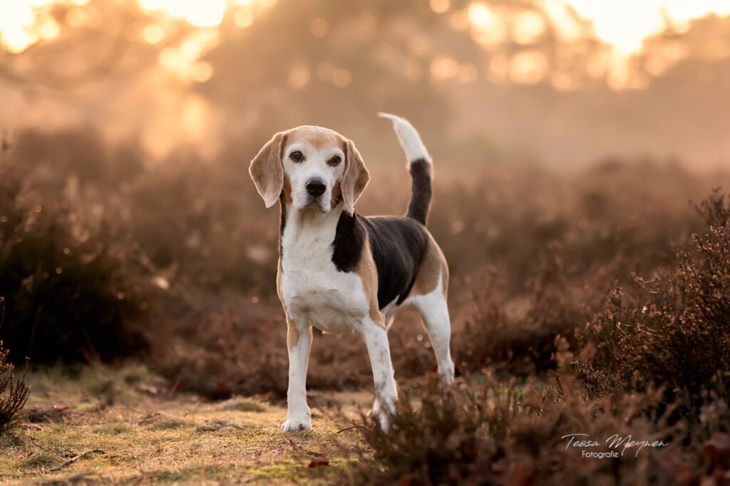 Portretfoto beagle Nala