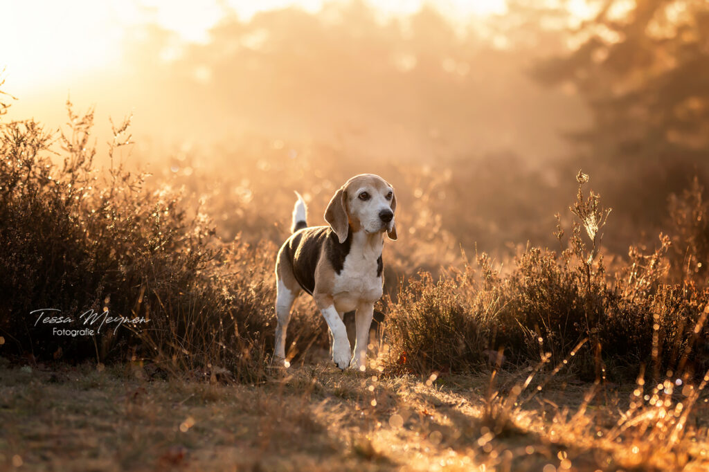 portretfoto van Nala die stapt 