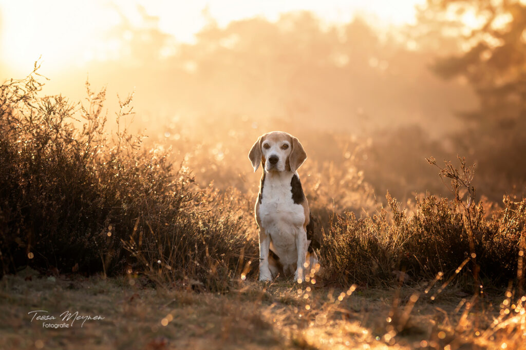 portretfoto van Nala die zit