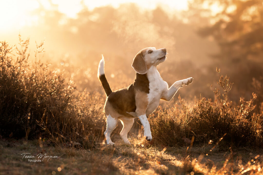 Nala die naar een koekje wou springen