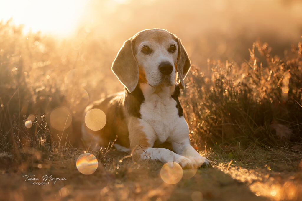 Liggende portretfoto van Nala met bokeh