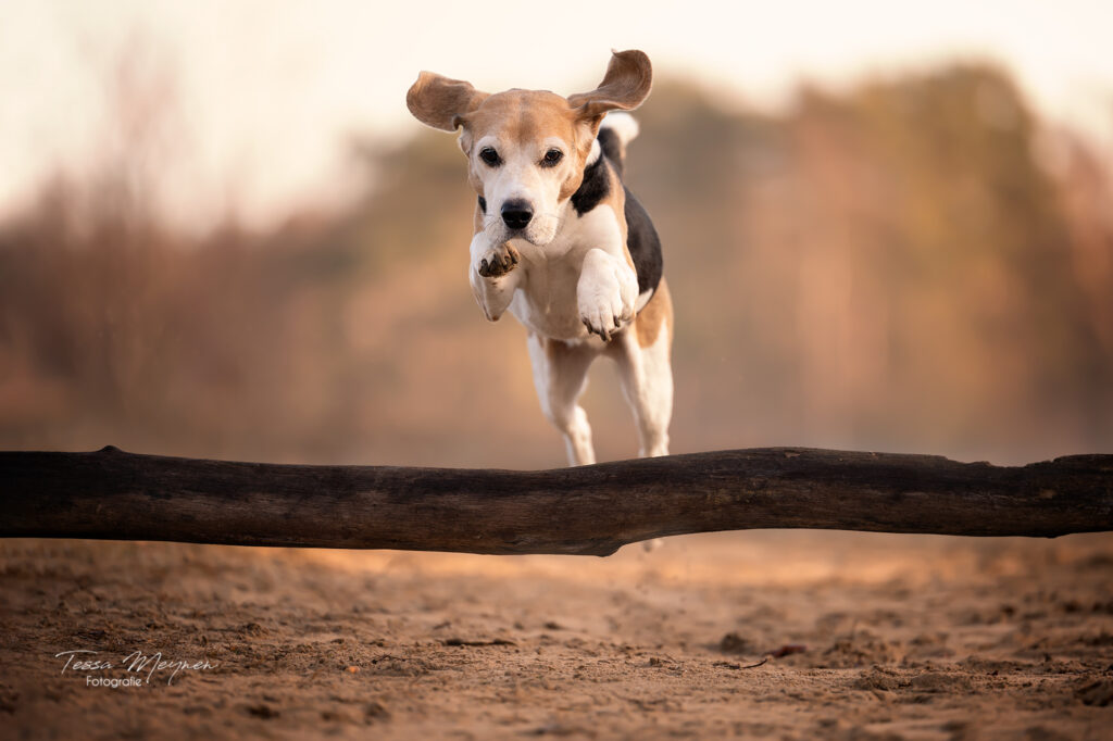 Nala in vliegende modus! 