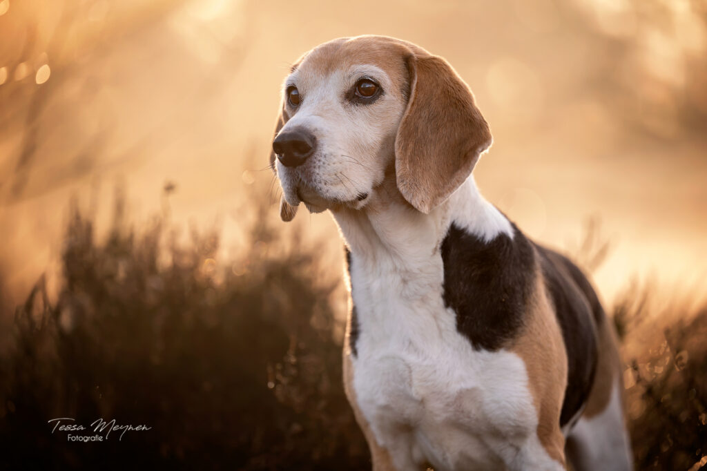 Portretfoto van Nala